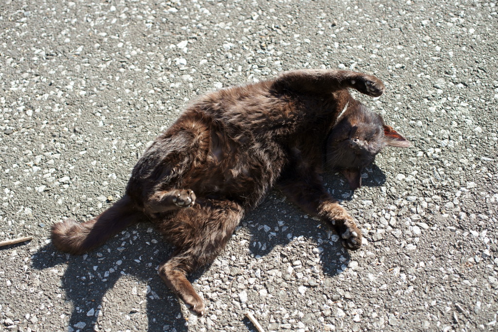 どうぞこのまま