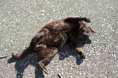 どうぞこのまま