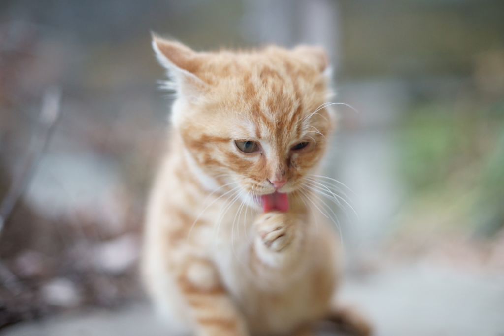 そっとそふとに