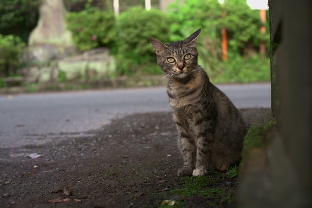 いつものように