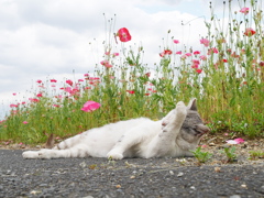 今日はなんだか