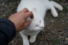 いいこいいこ
