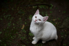 明日晴れるかな