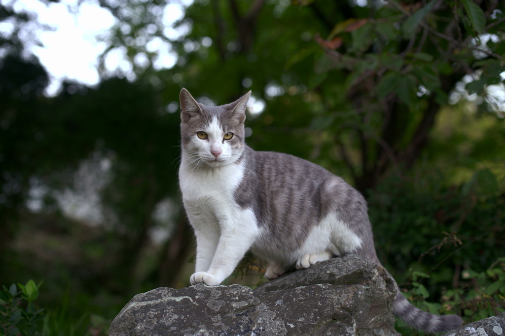 Wild cat