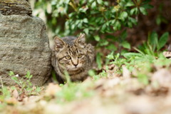 かわいいすないぱー