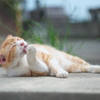 やわらかい時
