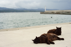 我ら海猫