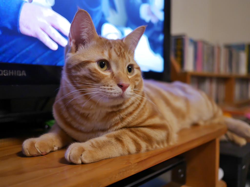 テレビより俺をみろ