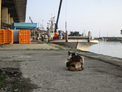 能登島の猫