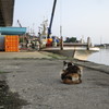 能登島の猫