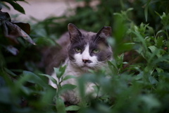 吾輩は猫である