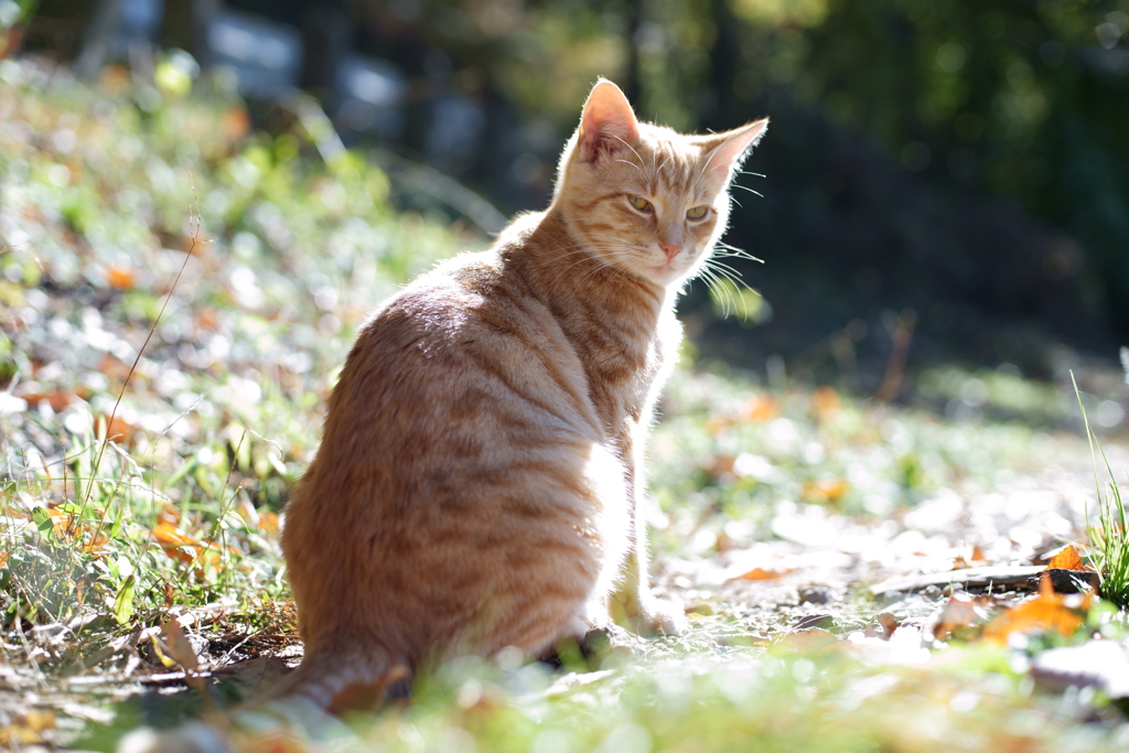 猫の惑星へこれから行くかい？