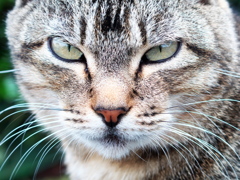 猫
