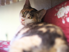 また。あ・と・で・ね