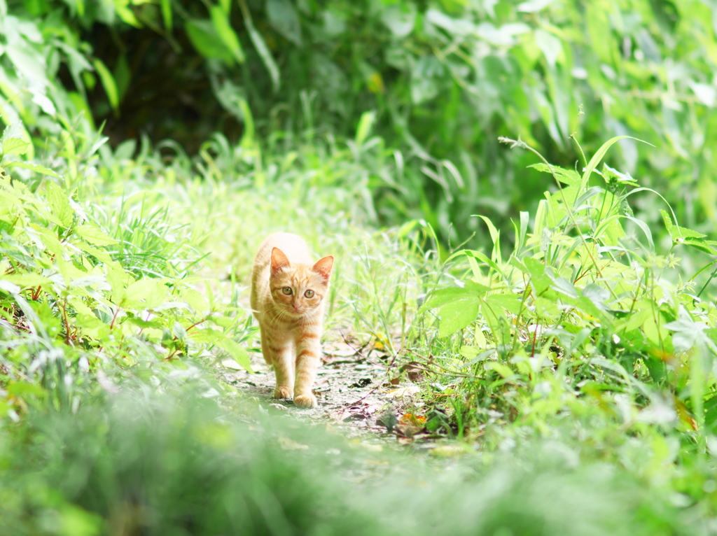 CAT WALK