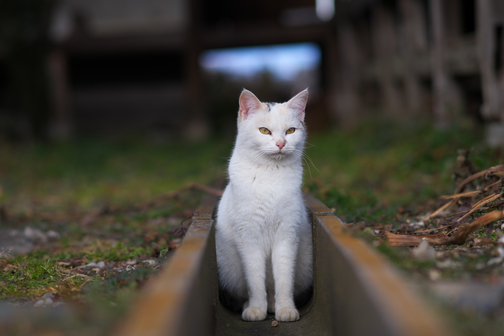今年の成果