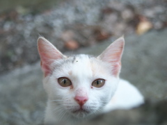 なにかついてる？