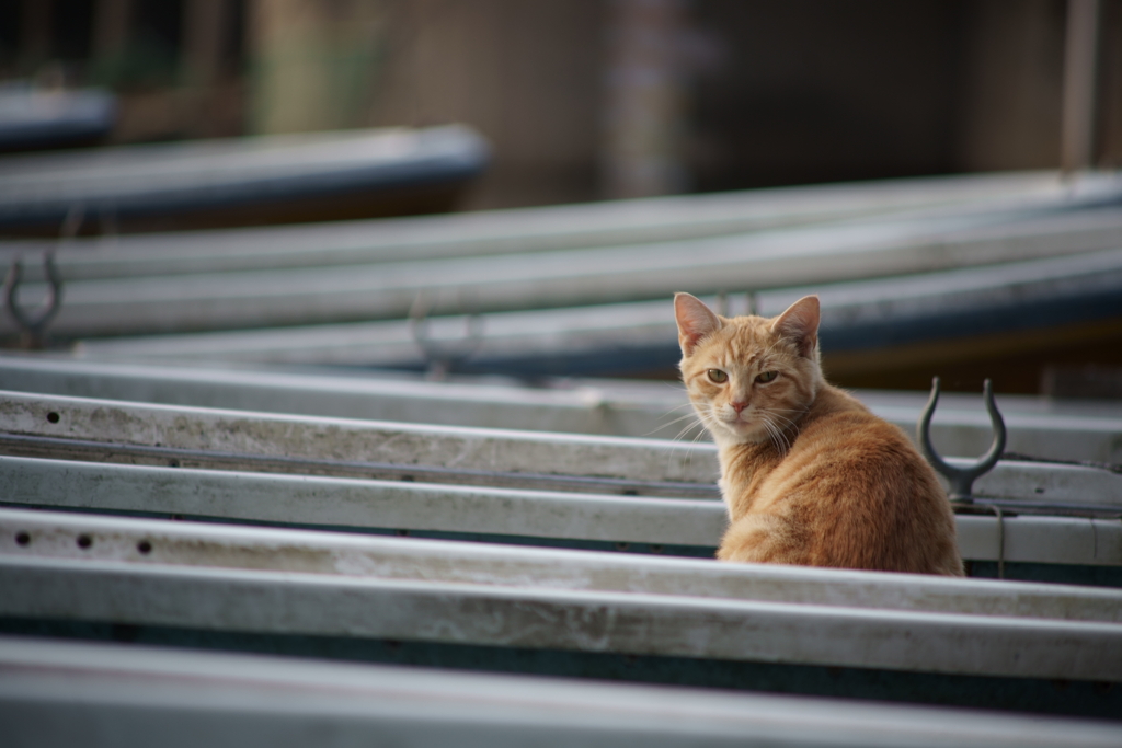 ボートと猫