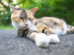 さぁ！右手を出して