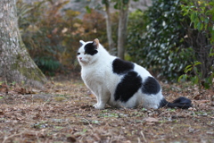きっと前世はホルスタイン