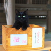 猫おみくじ
