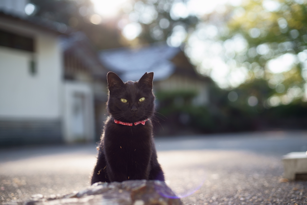 黒猫山と逆光美ん～！