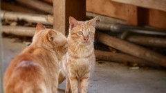 え～そんな事言われても。