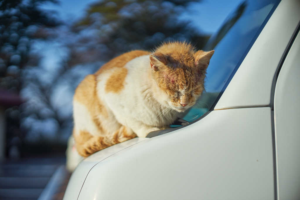 好きさ好きさ好きさ