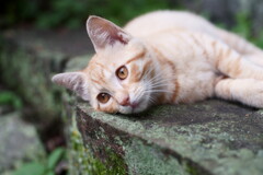 ああ、あしたも雨か・・・