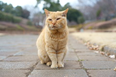 明日はどっちかな