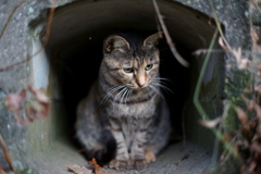 動く猫像