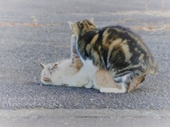 まだ、暗くなってから。