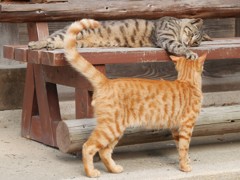 ニャニか付いてるニャー