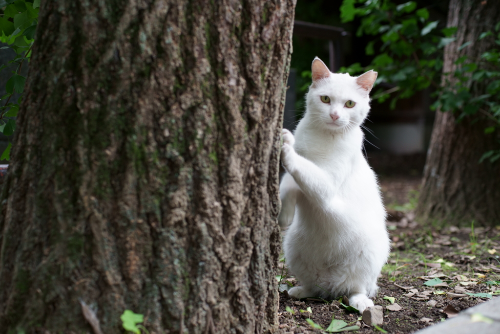 木の陰から