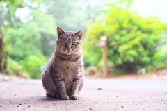 おかずクラブ。オカリナ似