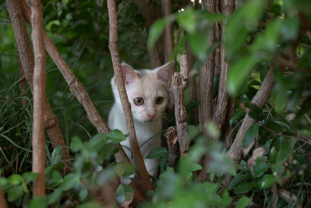 牢獄の森