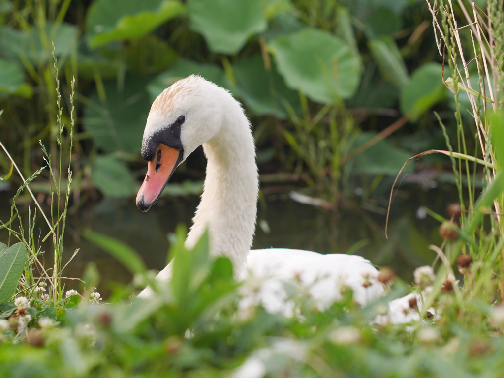不良白鳥、早くお帰り。