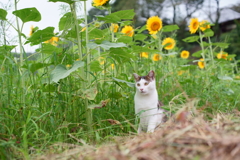猫に向日葵
