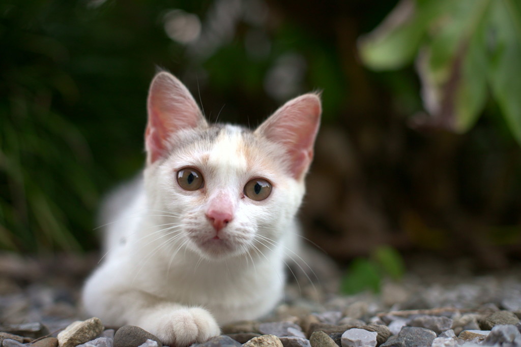 僕はここにいるよ