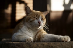 あと少しで猫缶ゲット