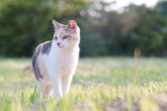 はにかみ屋さん