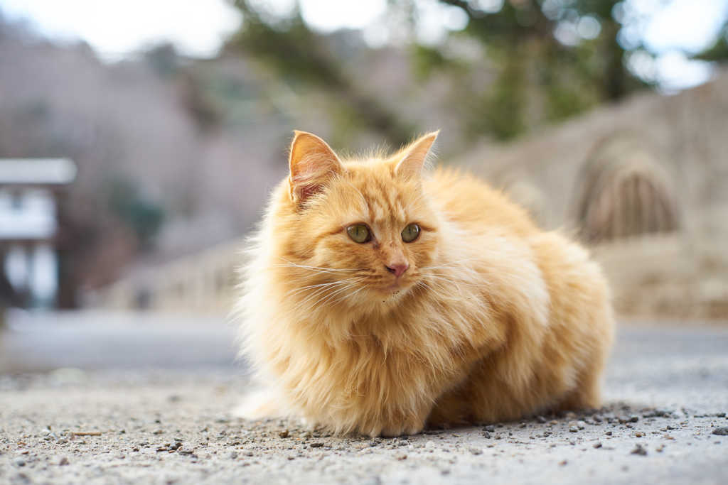 エンジェルはーと