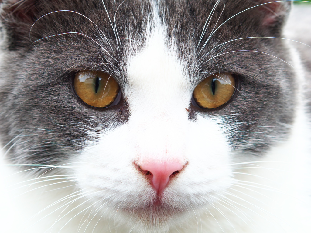 猫