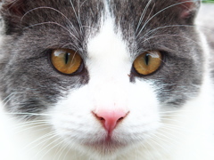 猫