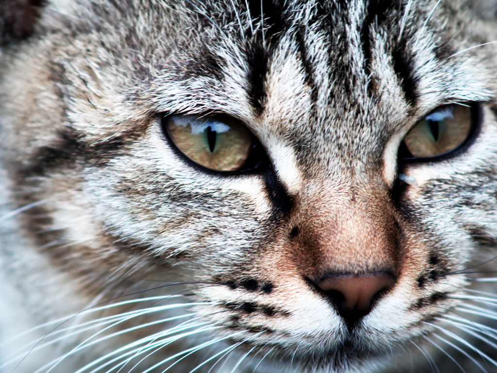 猫