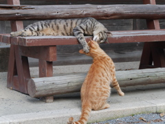 ニャニカ旨いもの食ったニャ