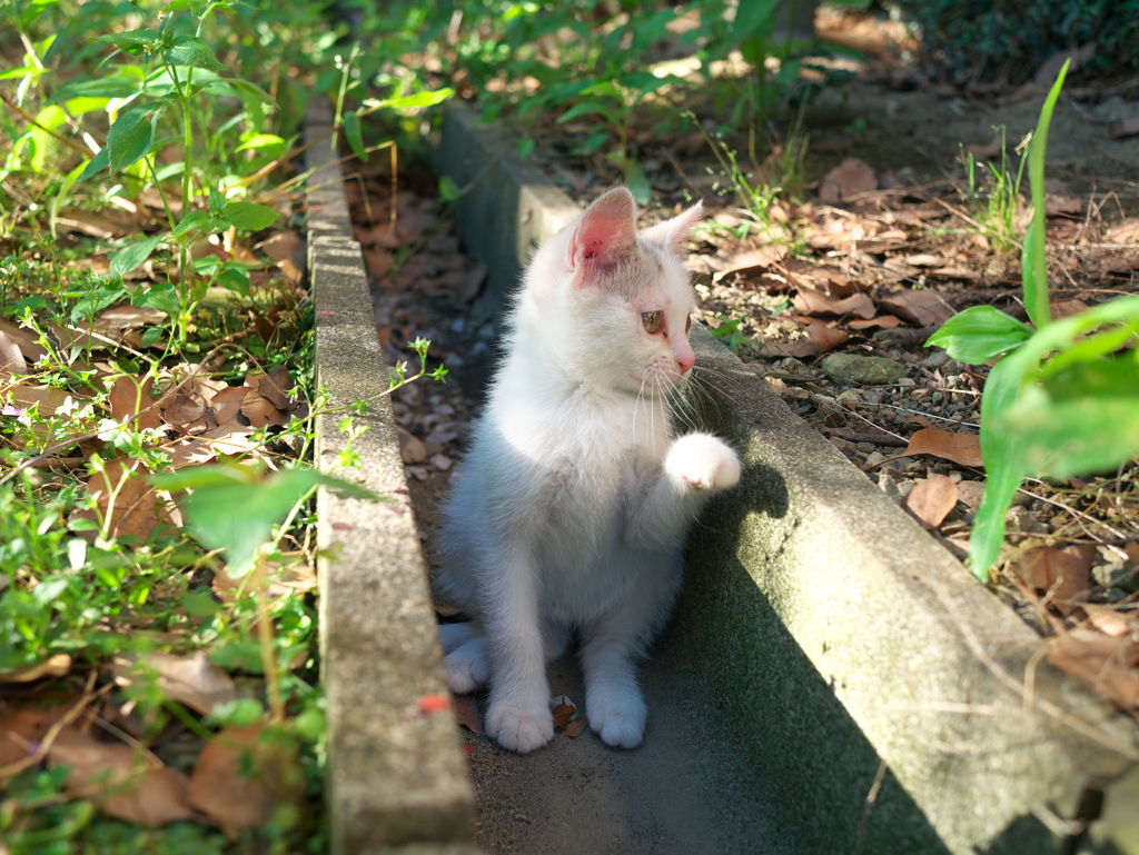 勝利を招き猫