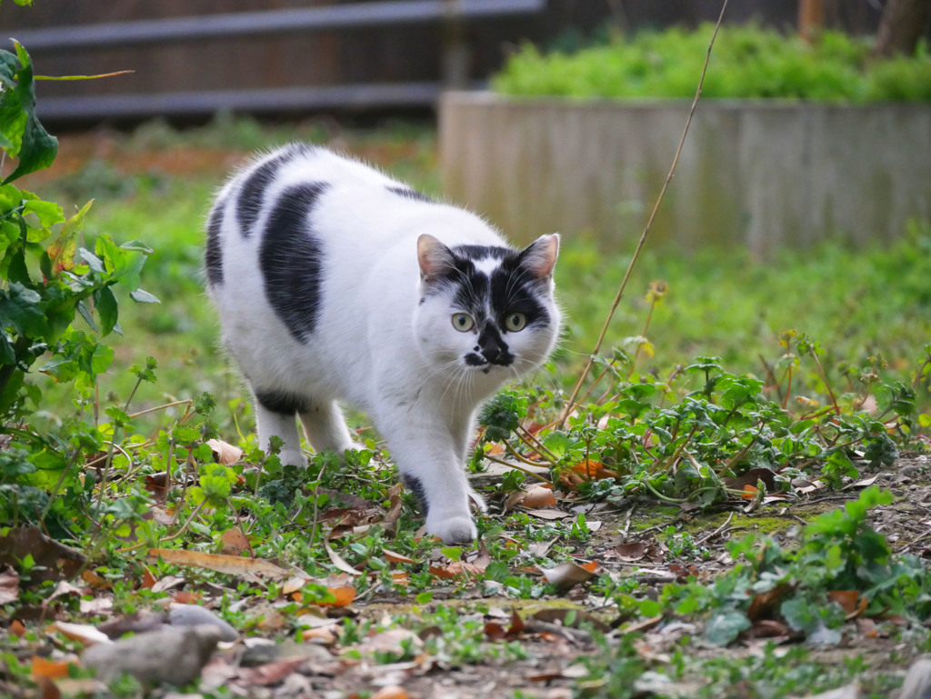 サッカーボール動く
