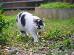 サッカーボール動く