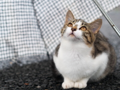 雨音はショパンの調べ